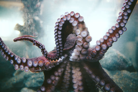 Diving into the Unknown: Addressing Common Concerns for New SCUBA Divers